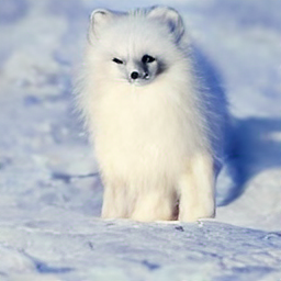 Arctic fox or teddy
