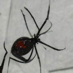 Black widow